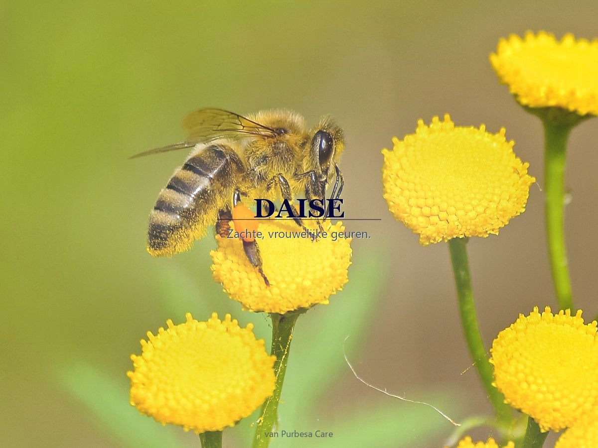 DAISE parfum bij Purbesa Care